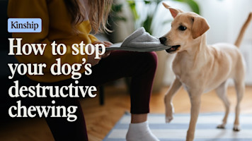 Why Is Your Dog Chewing? What It Means and How to Stop the Behavior