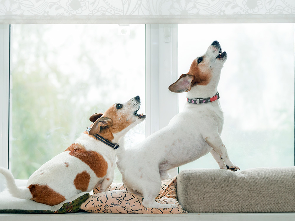 Two dogs barking while staring outside the window at home.