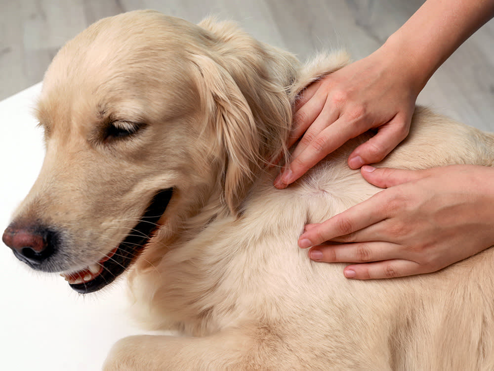 picture of a golden labrador and human hands parting the hair on their neck