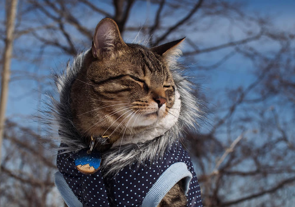a cat in a jacket in front of trees
