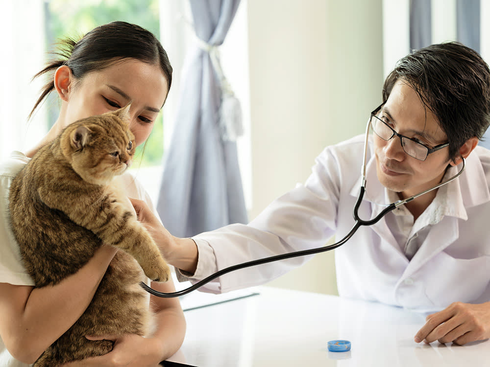 Cat at the vet.