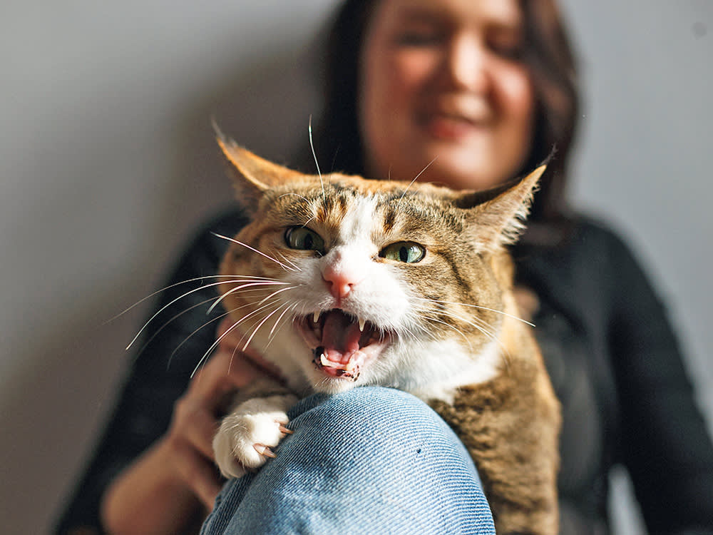 Cat meowing while sitting with woman at home.