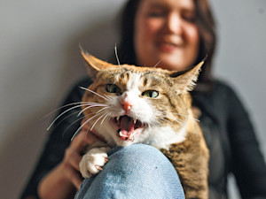 Cat meowing while sitting with woman at home.