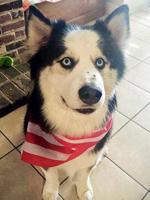 A black and white large husky dog named Enzo.