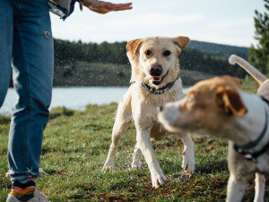 Two dogs acting rowdy at the lake while a person tries to calm them down