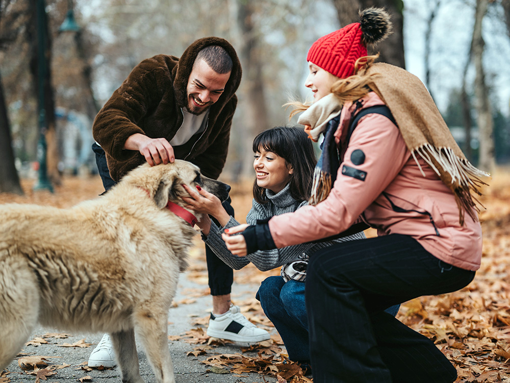 Group of friends greeting a dog outside.