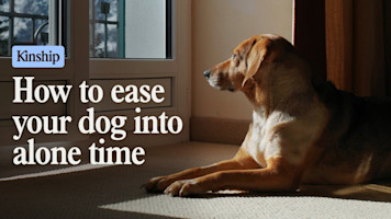 How to Ease Your Dog Into Alone Time Without Stress