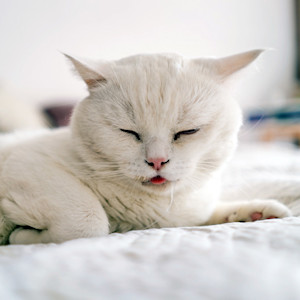 white cat with eyes closed drooling