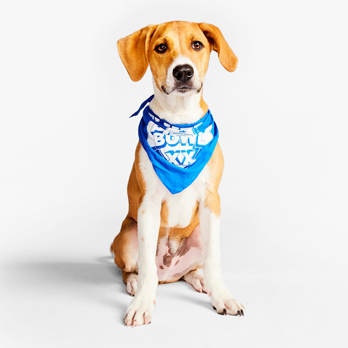 a small orange and white dog