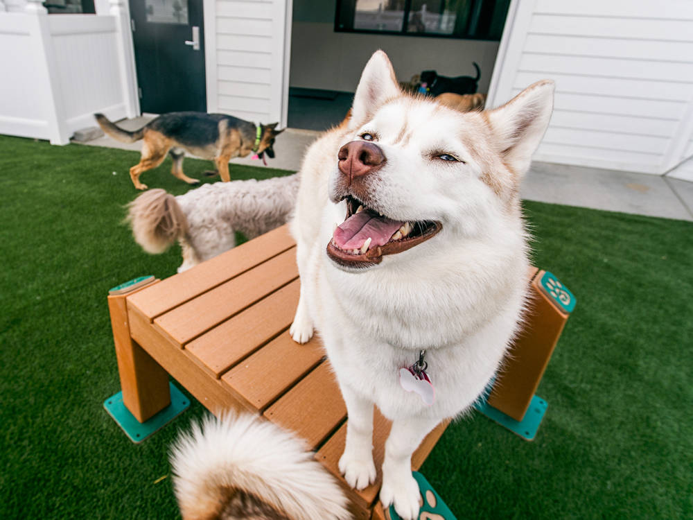 husky with other dogs at doggie daycare