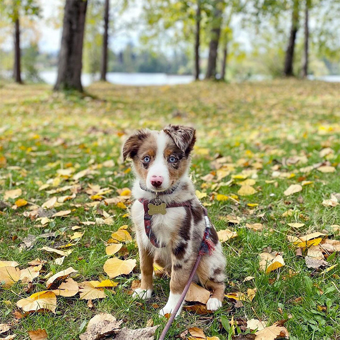 a dog outside at Greenlake Park
