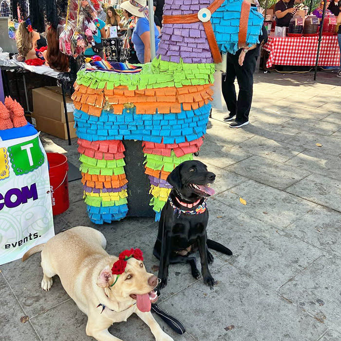 two dogs lounge at Olvera Street