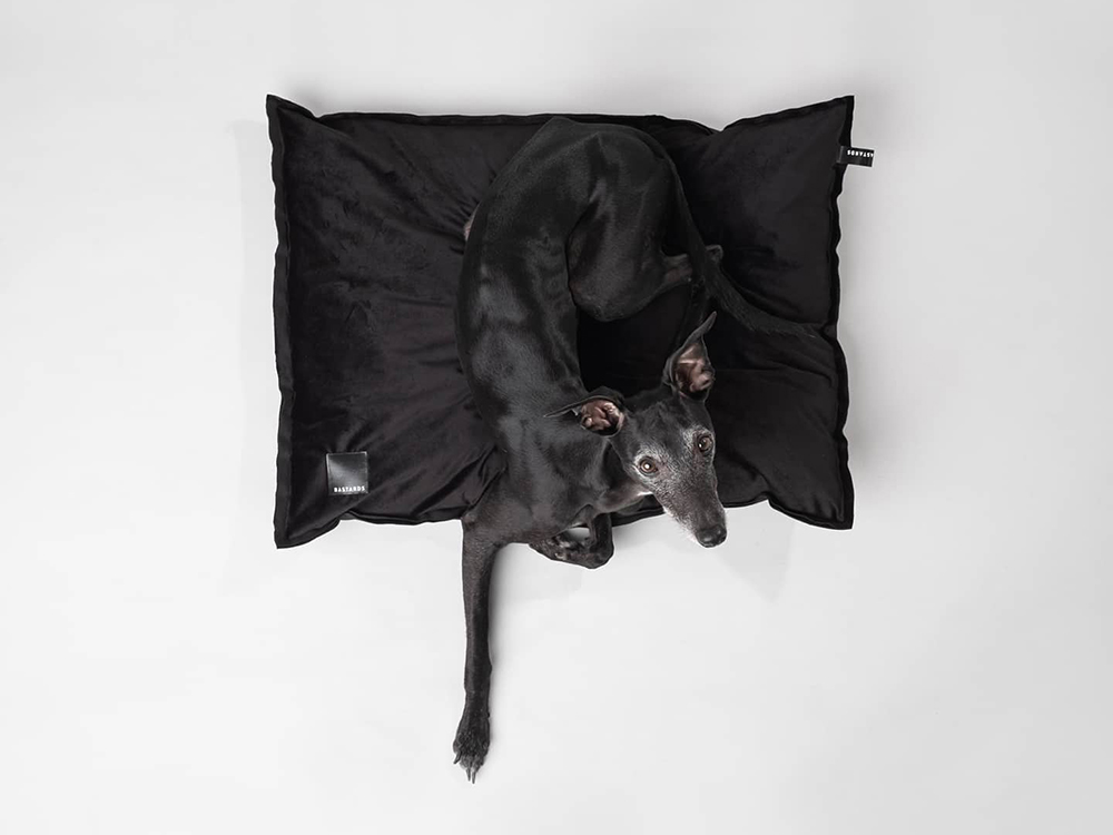 greyhound on a Bastards dog bed