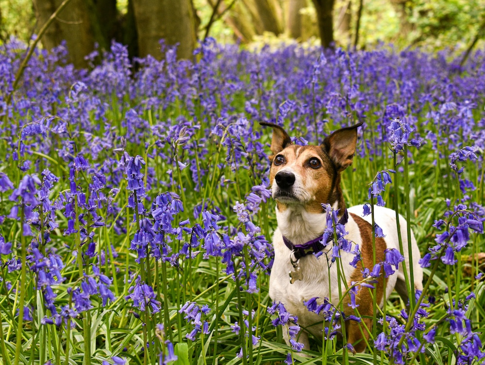 a picture of a small dog in a field of bluebells