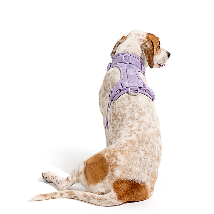 Wild One dog harness in lavender 