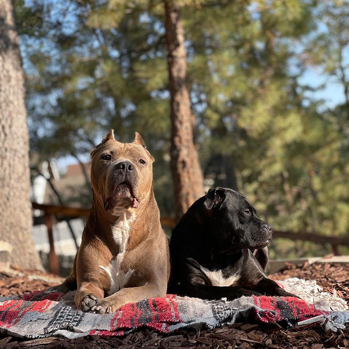 Rebecca Corry's two dogs sitting outside