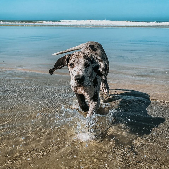 Huntington Dog Beach 
