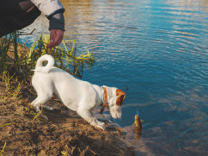 A dog looking at a fish her owner caught in the river