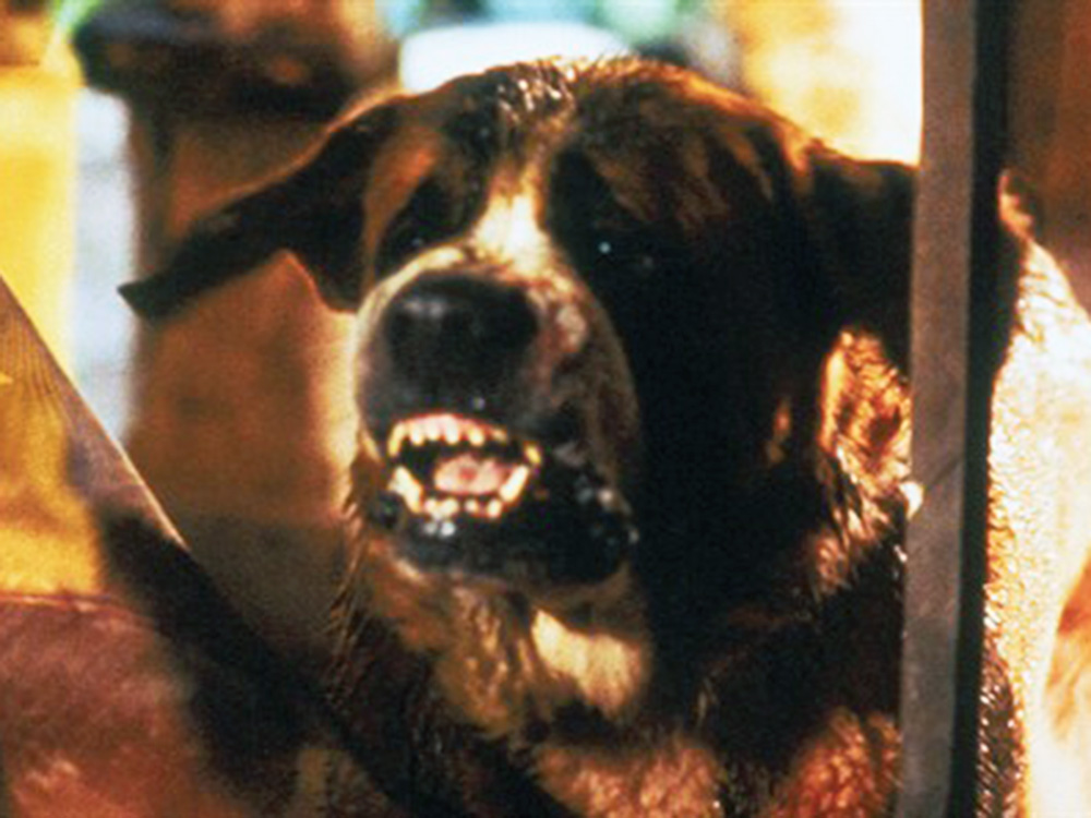 Cujo 