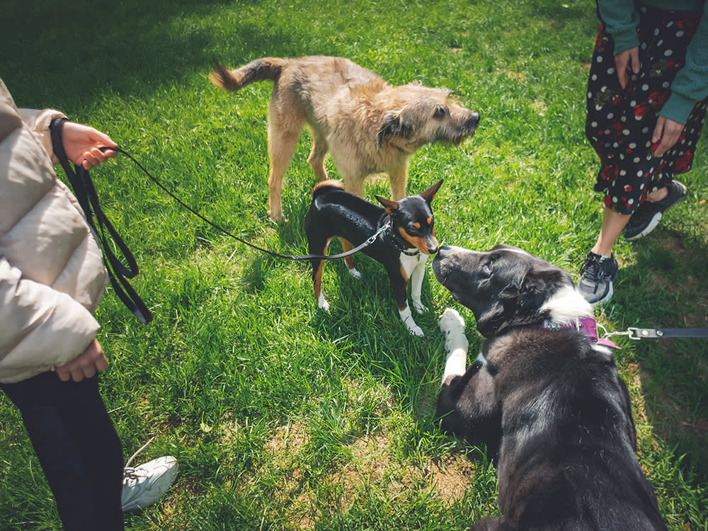 Three dogs on leashes meeting and sniffing each other on a walk on the summer grass with owners