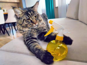 Maine coon cat gnaws spray bottle with water laying on sofa.