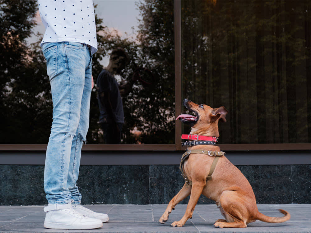 man teaches dog to back up from him