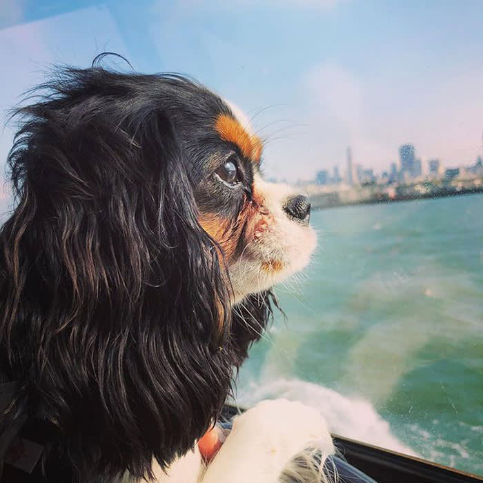 a dog looking out onto the water