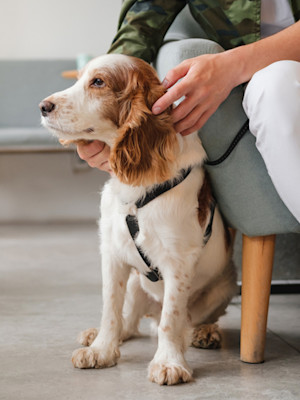 spaniel dog sat by an armchair with human cuddling