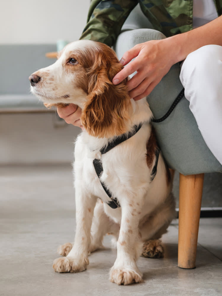 spaniel dog sat by an armchair with human cuddling