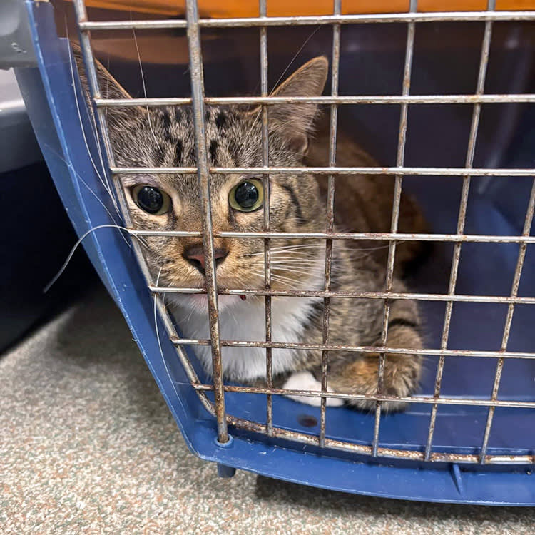Cat in crate