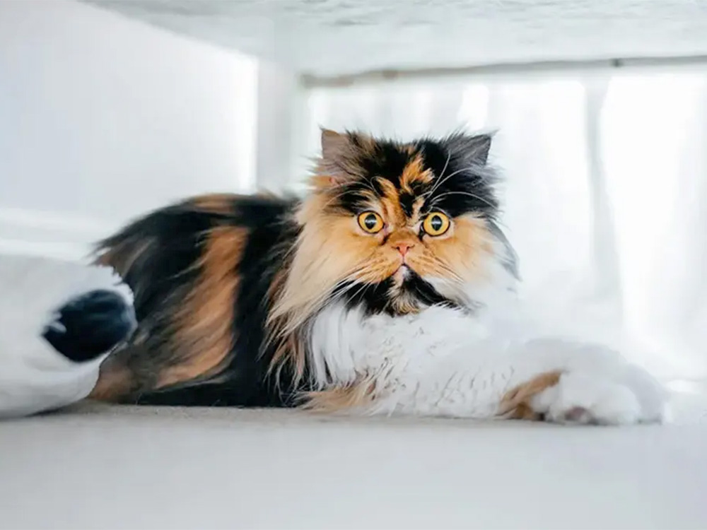 A large orange, black, and white cat sits on a white floor.