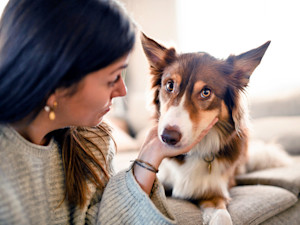 Woman staring at her dog on the couch.