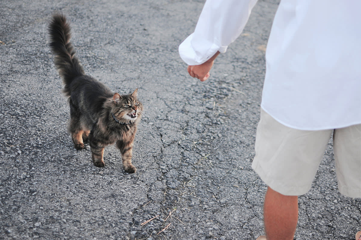 cat meowing at a person