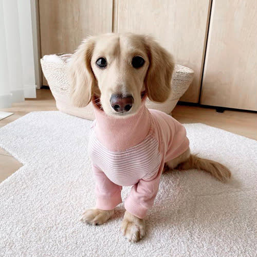 a small brown dog wearing a pink sweater by rororiri