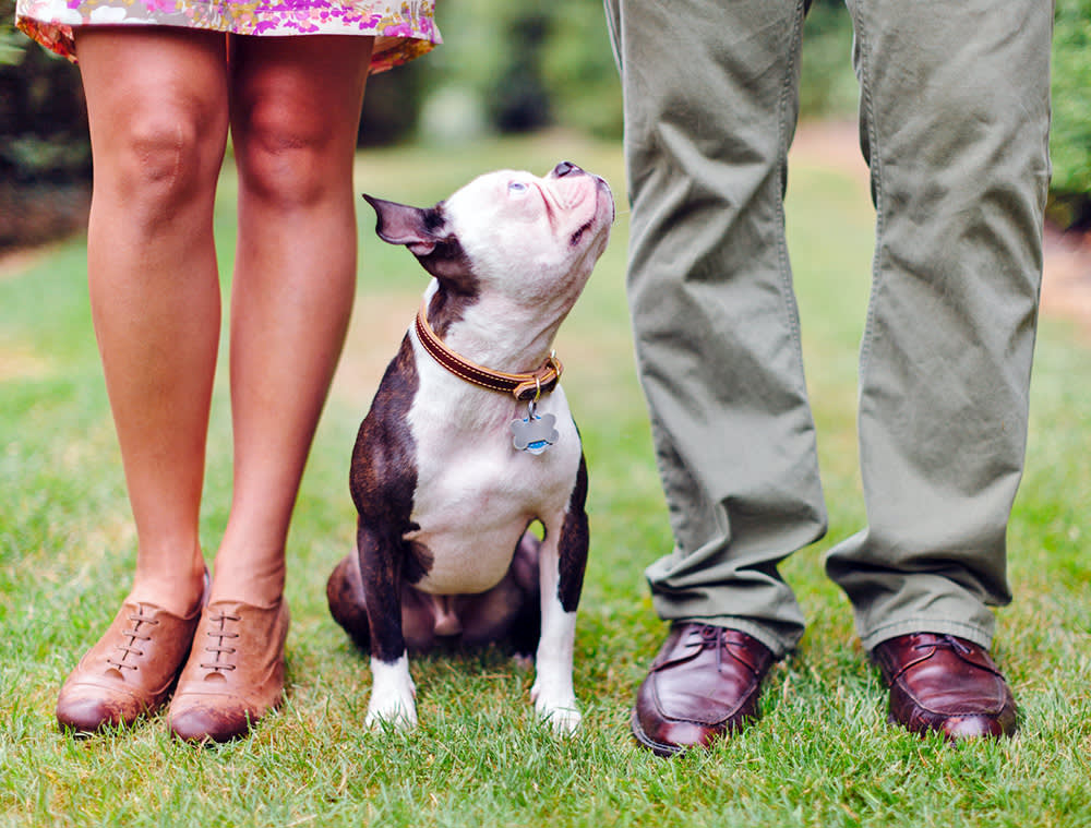 Small Boston Terrier sitting in between a man and woman.
