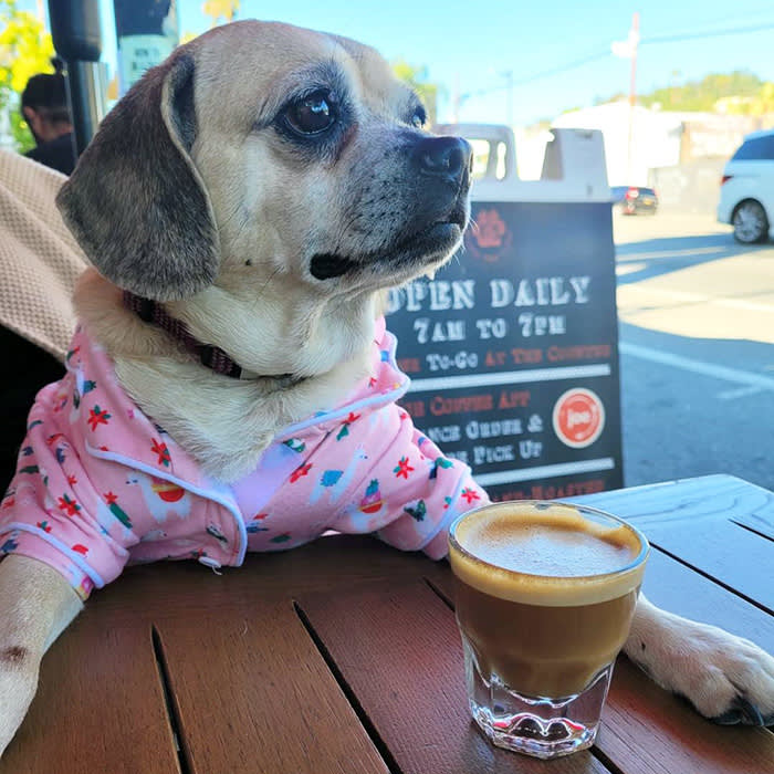 a dog outdoors at Muddy Paw coffee