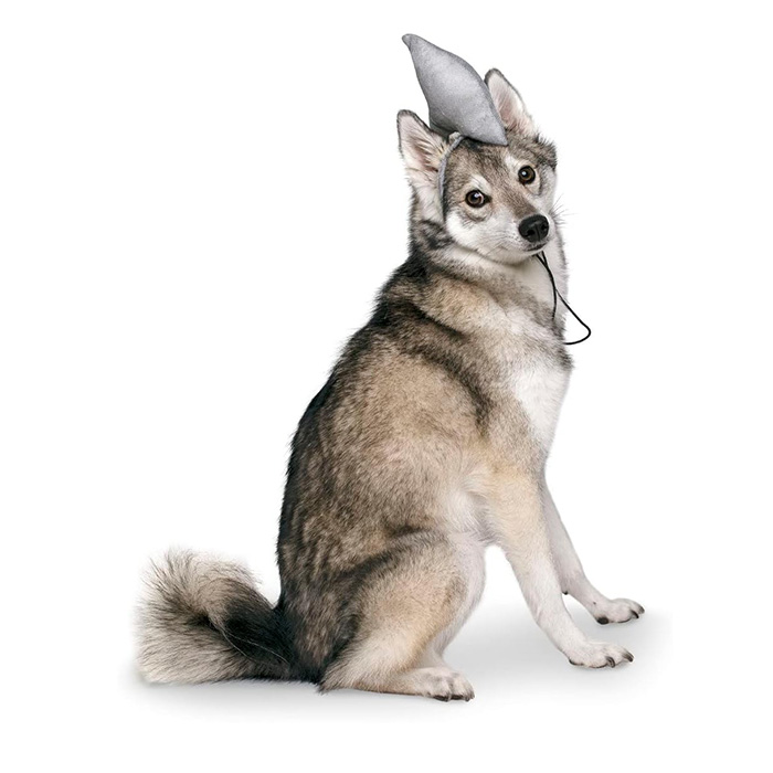 a dog in a shark costume