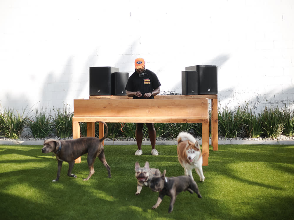 three dogs surround a DJ booth