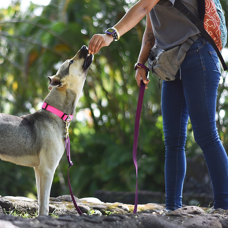 A woman feeding her dog a treat while on a hike. 