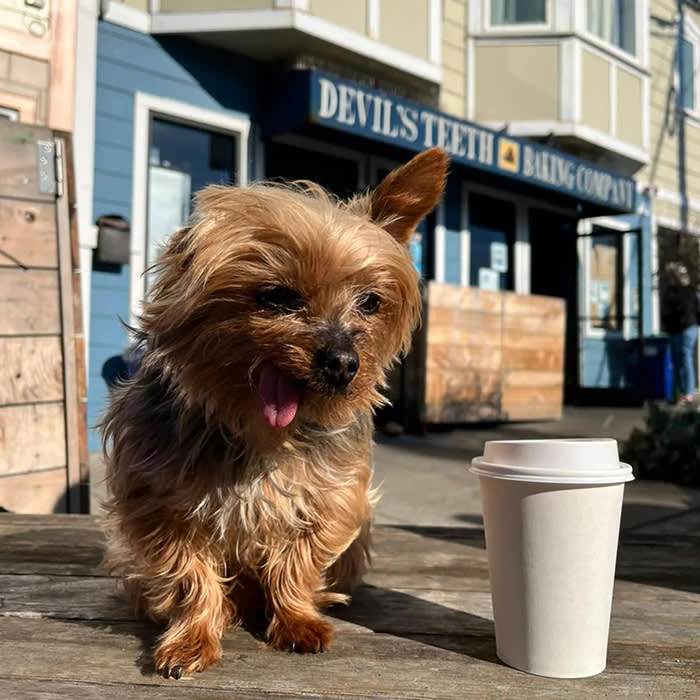 a small dog next to a coffee cup 
