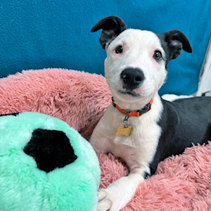 Facebook scam leaves humane society in The Dalles ‘paralyzed’ as Meta does nothing.