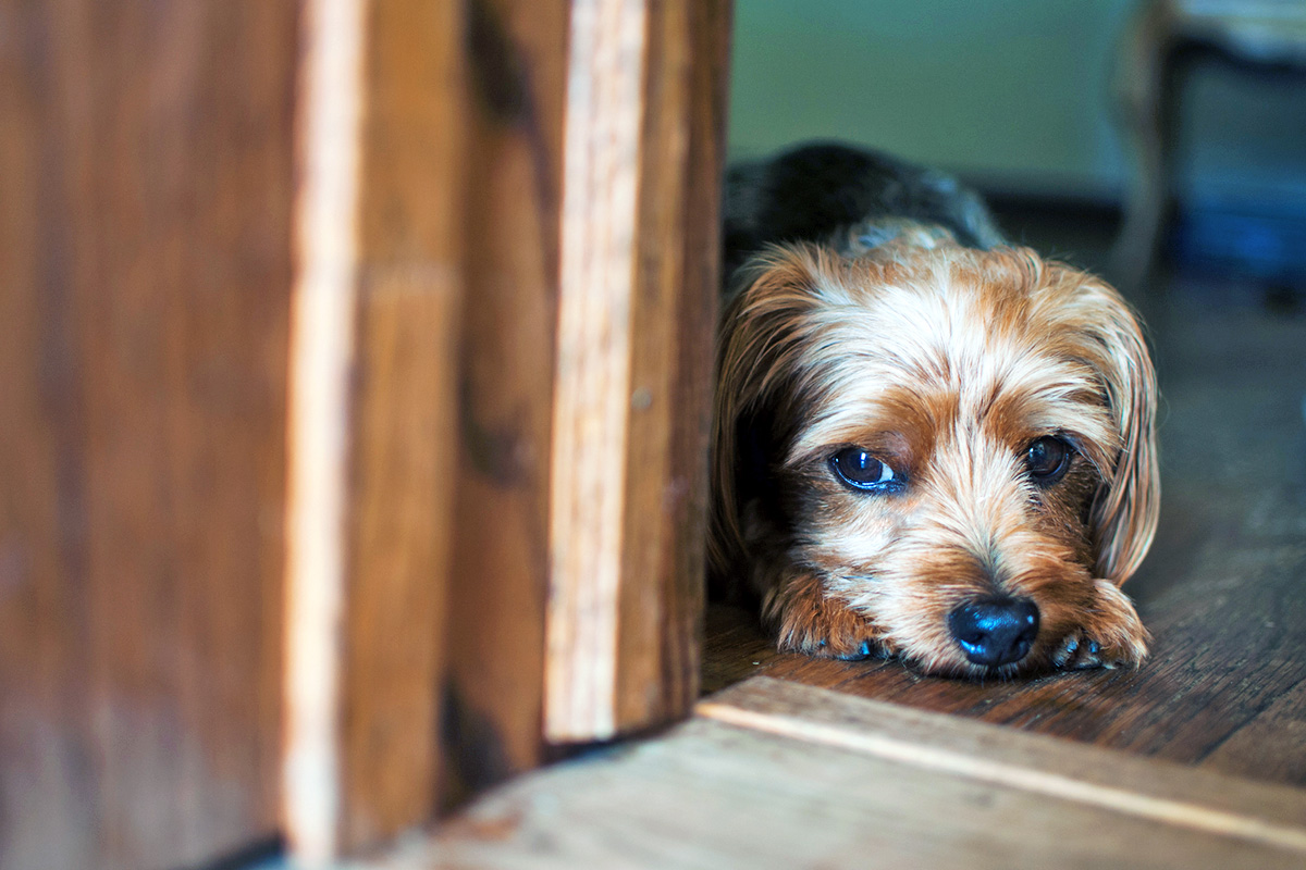 Dog sitting behind a doorway