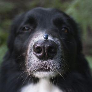 A close up view of a dog with a blueberry resting on its nose 