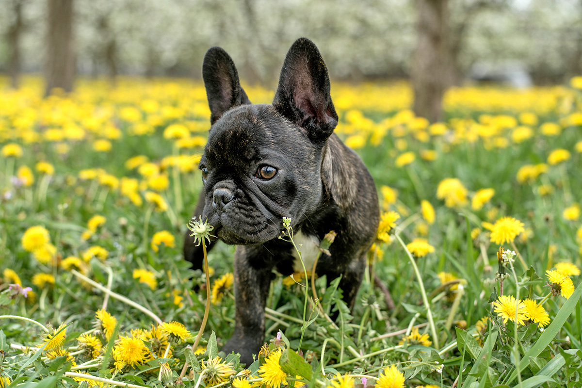 A black dog stands amidst a field of yellow flowers.