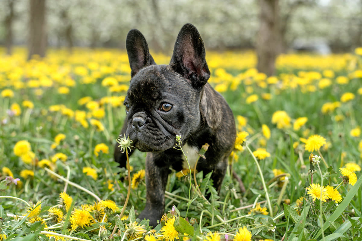 A black dog stands amidst a field of yellow flowers.