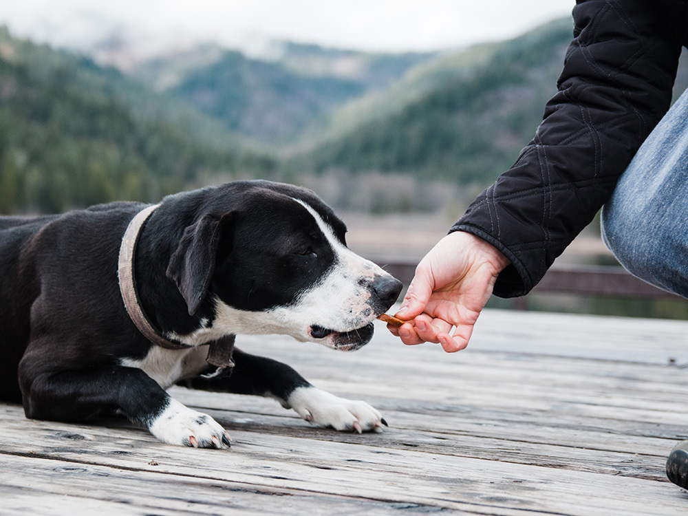 A dog taking a bite of a treat out of a persons hand with beautiful mountains in the background. 
