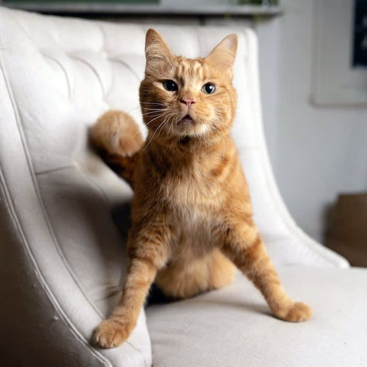 Phineas the cat, who has cerebellar hypoplasia, sitting on a chair at home.