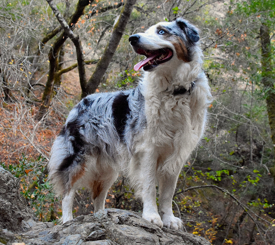 aussie shepherd on a hike in the woods
