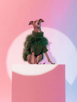 grey whippet in green fluffy jumper on a pink box