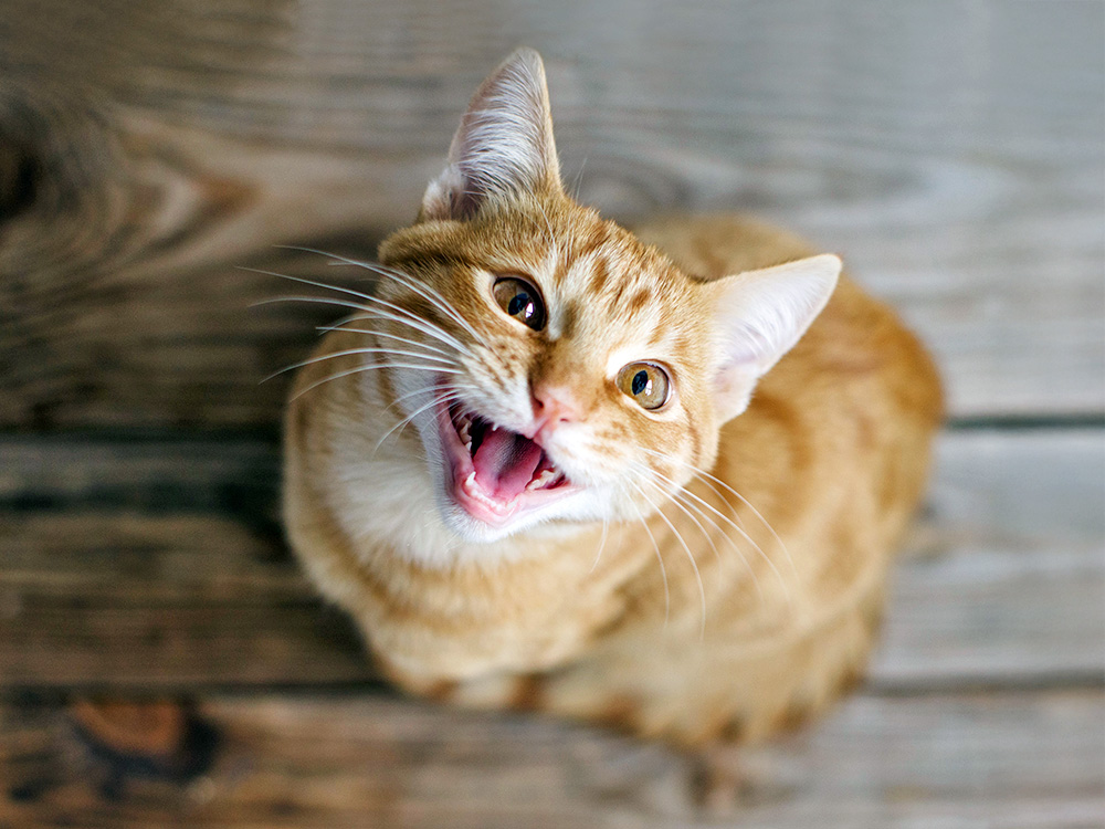 Cute orange cat meowing at home.